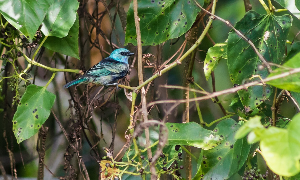 Blue-necked Tanager - ML233355811