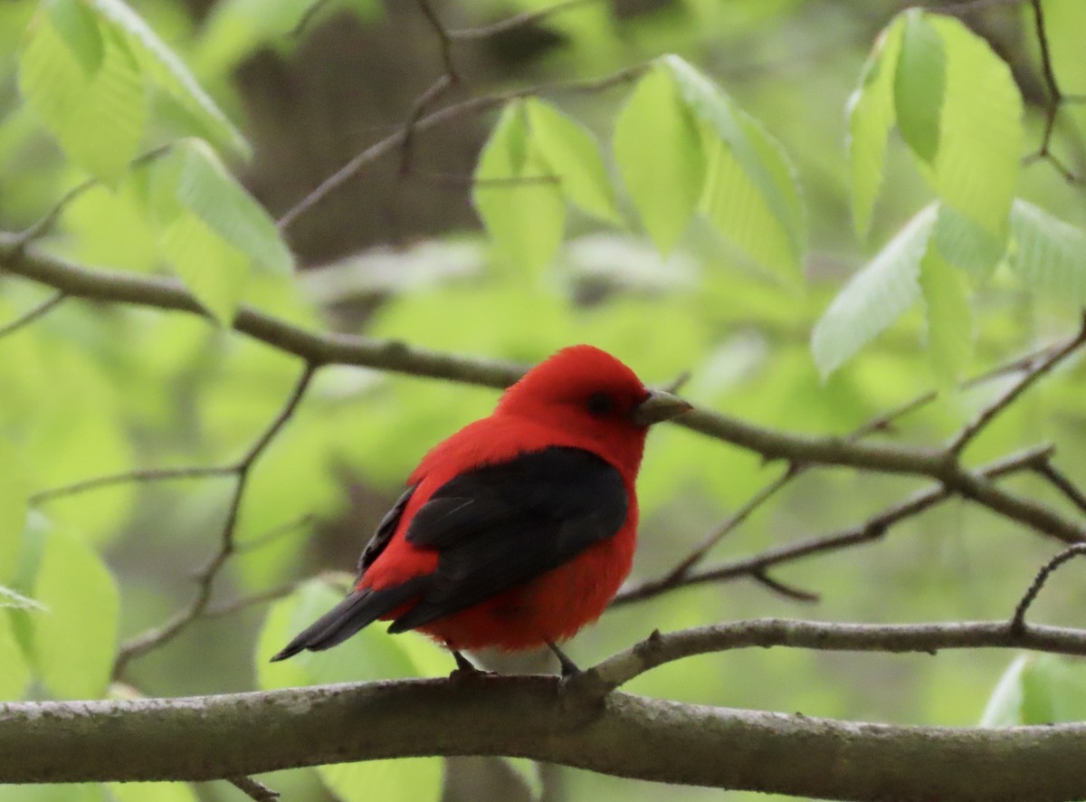 Scarlet Tanager - ML233356421