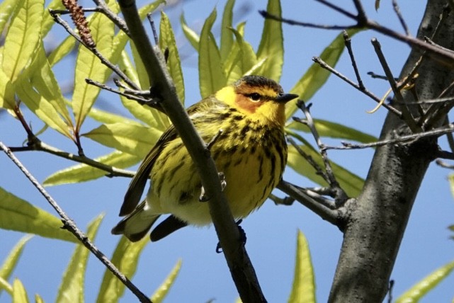 Cape May Warbler - ML233356571