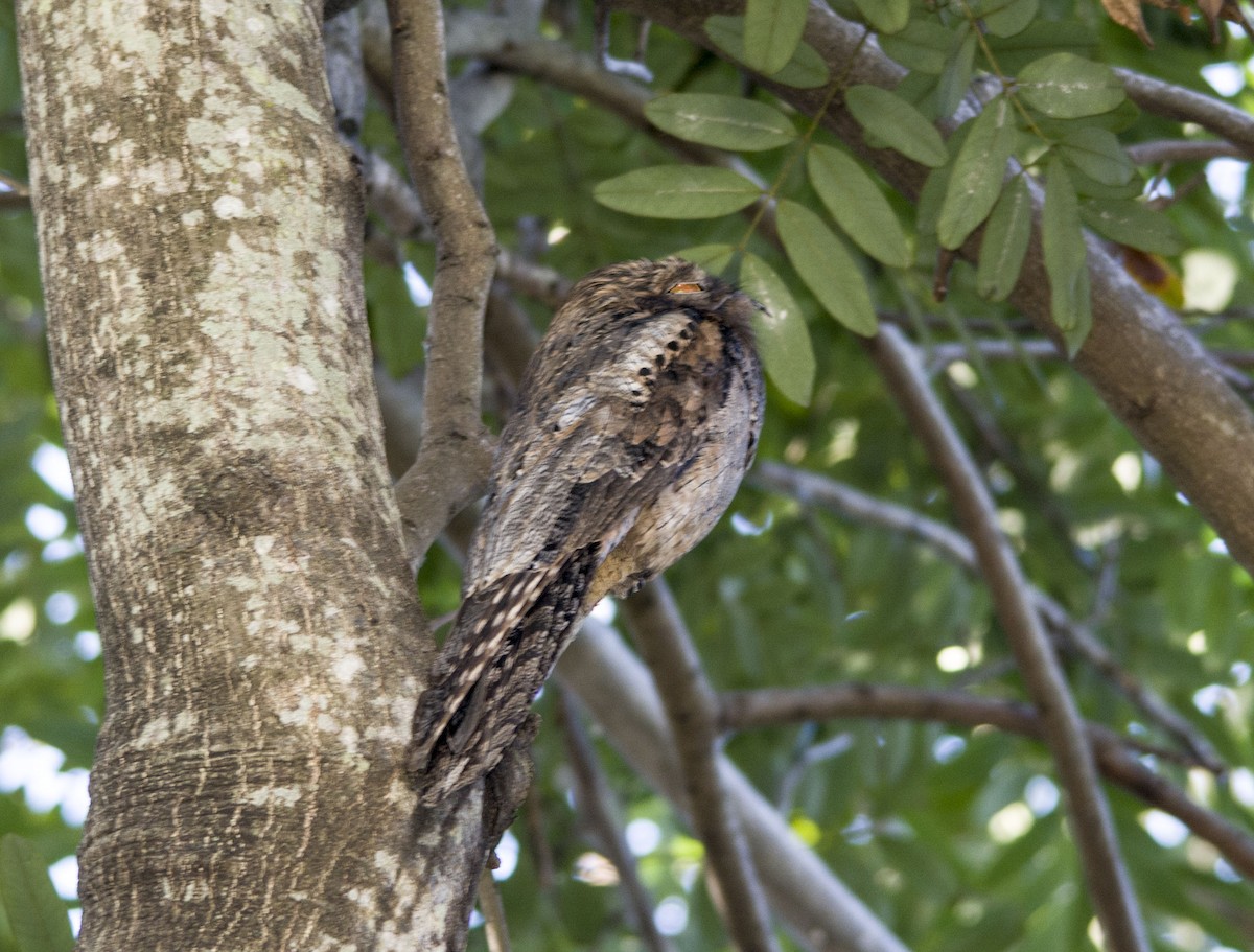 Common Potoo - ML233356861