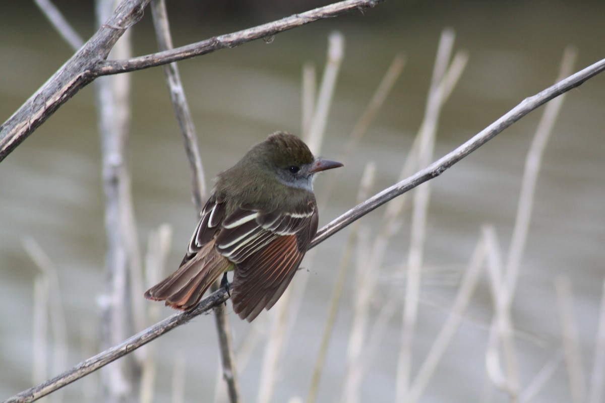 Great Crested Flycatcher - ML233357641