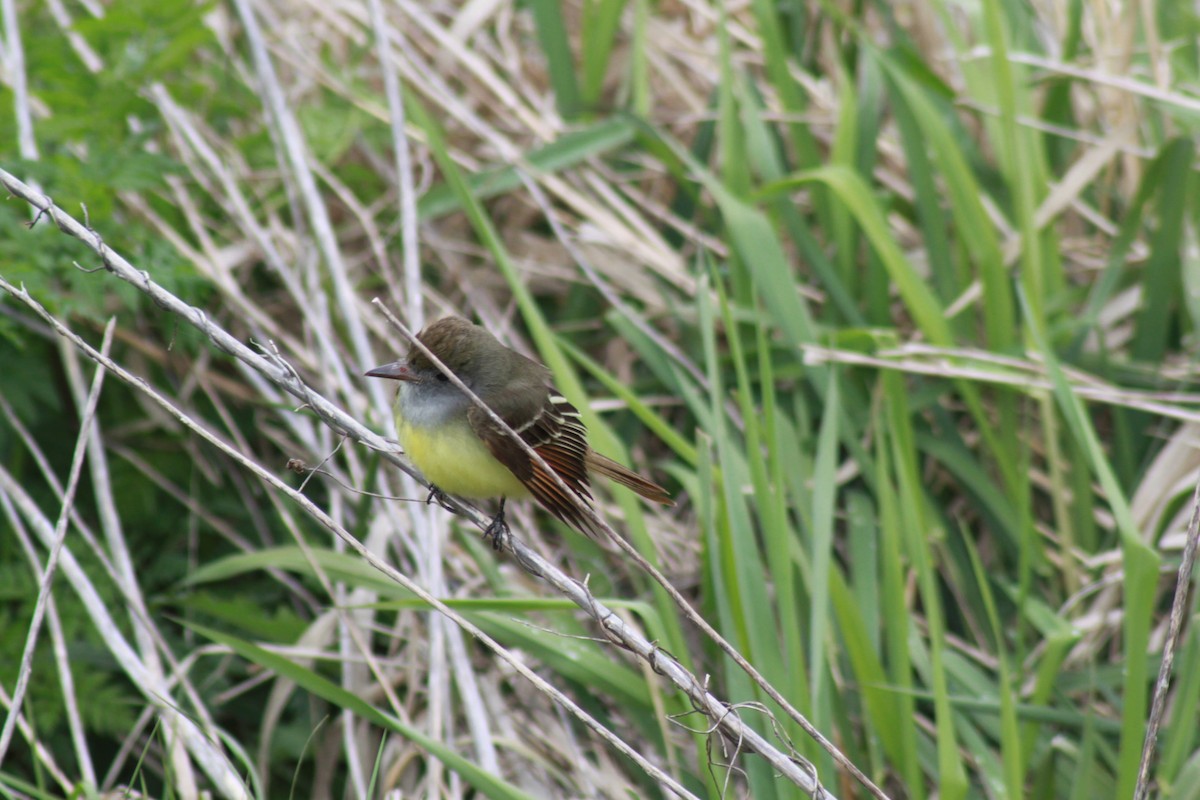 Great Crested Flycatcher - ML233357651