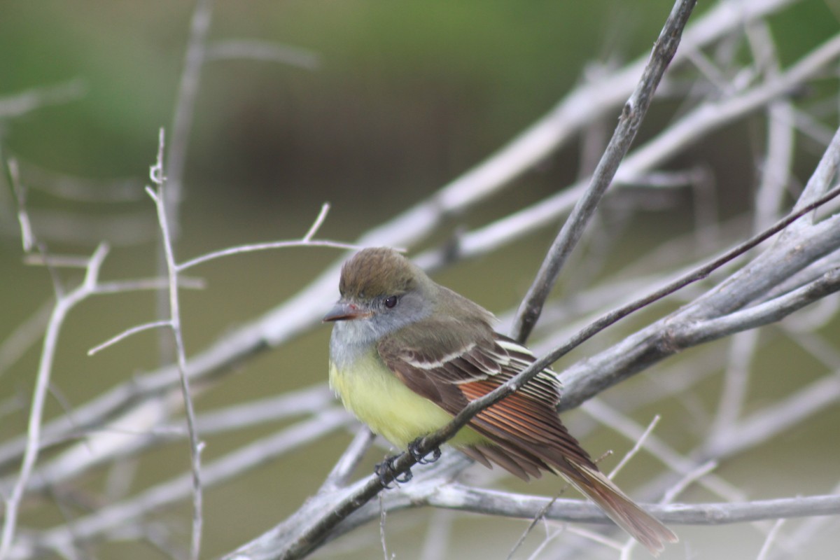 Great Crested Flycatcher - ML233357711