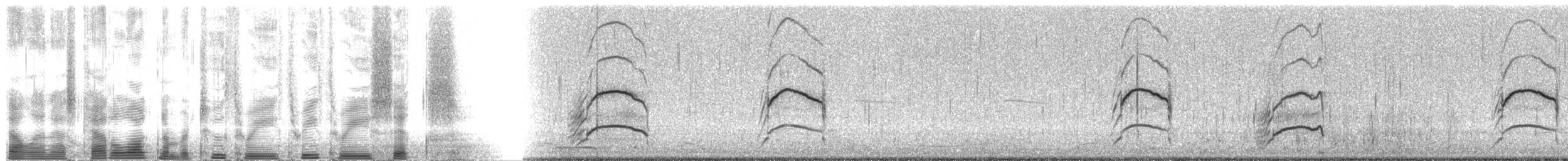 Black Oystercatcher - ML23336