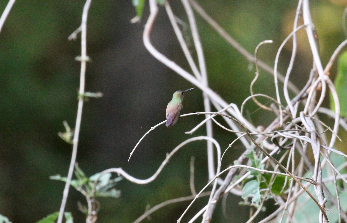 Berylline Hummingbird - R.D. Wallace