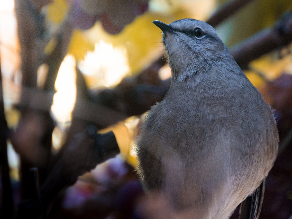 Patagonian Mockingbird - ML233360781