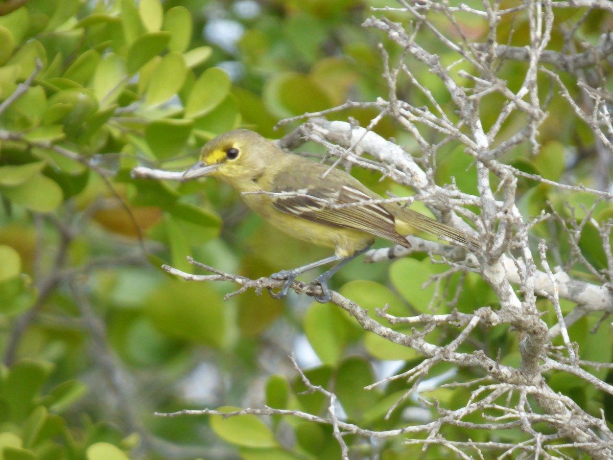 Thick-billed Vireo - ML233361301