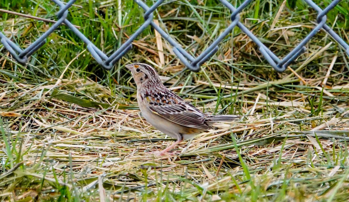 Grasshopper Sparrow - Gale VerHague