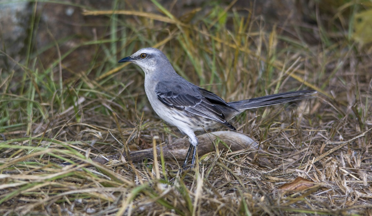 Tropical Mockingbird - ML233363061