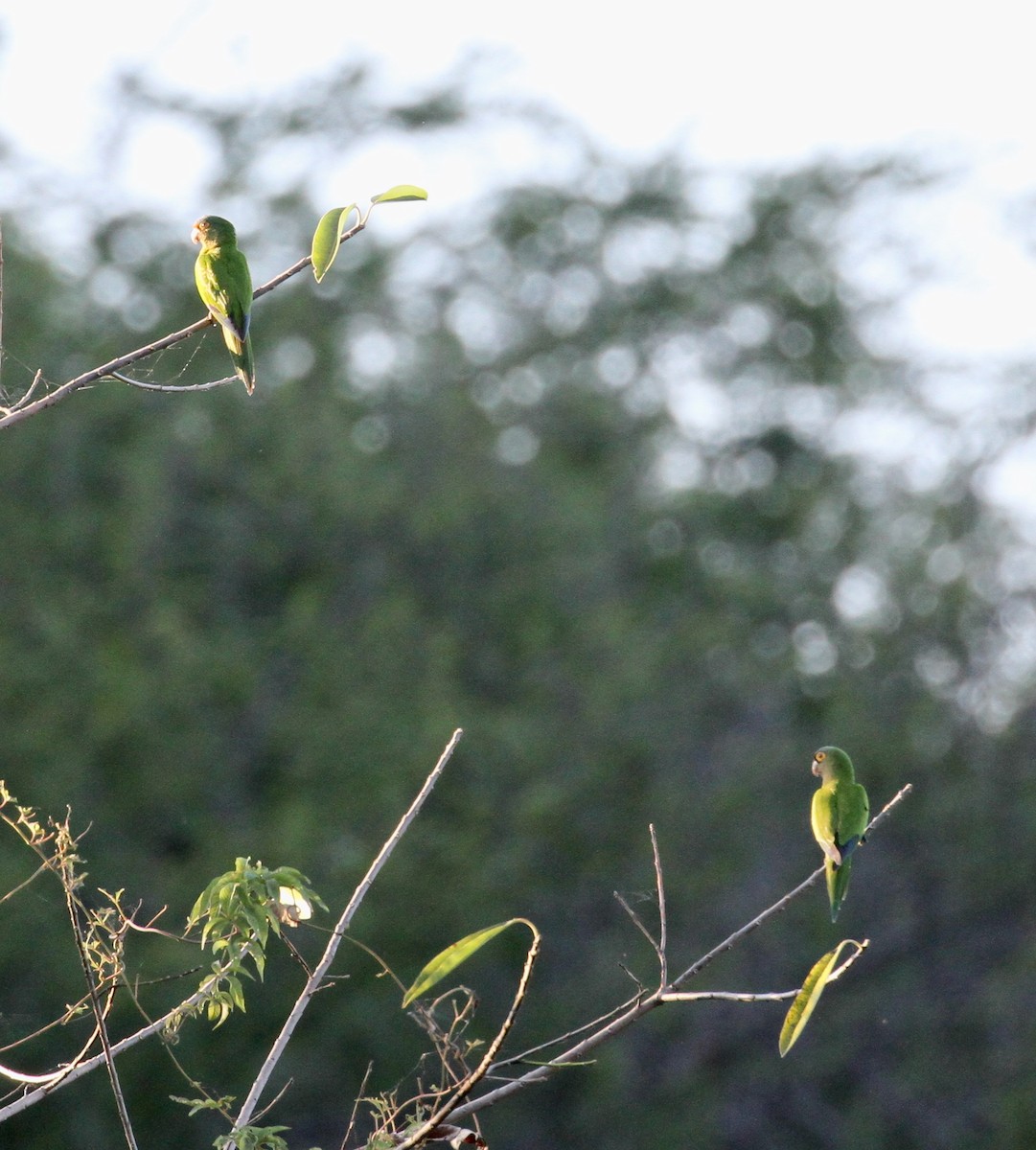 Orange-fronted Parakeet - ML233363191