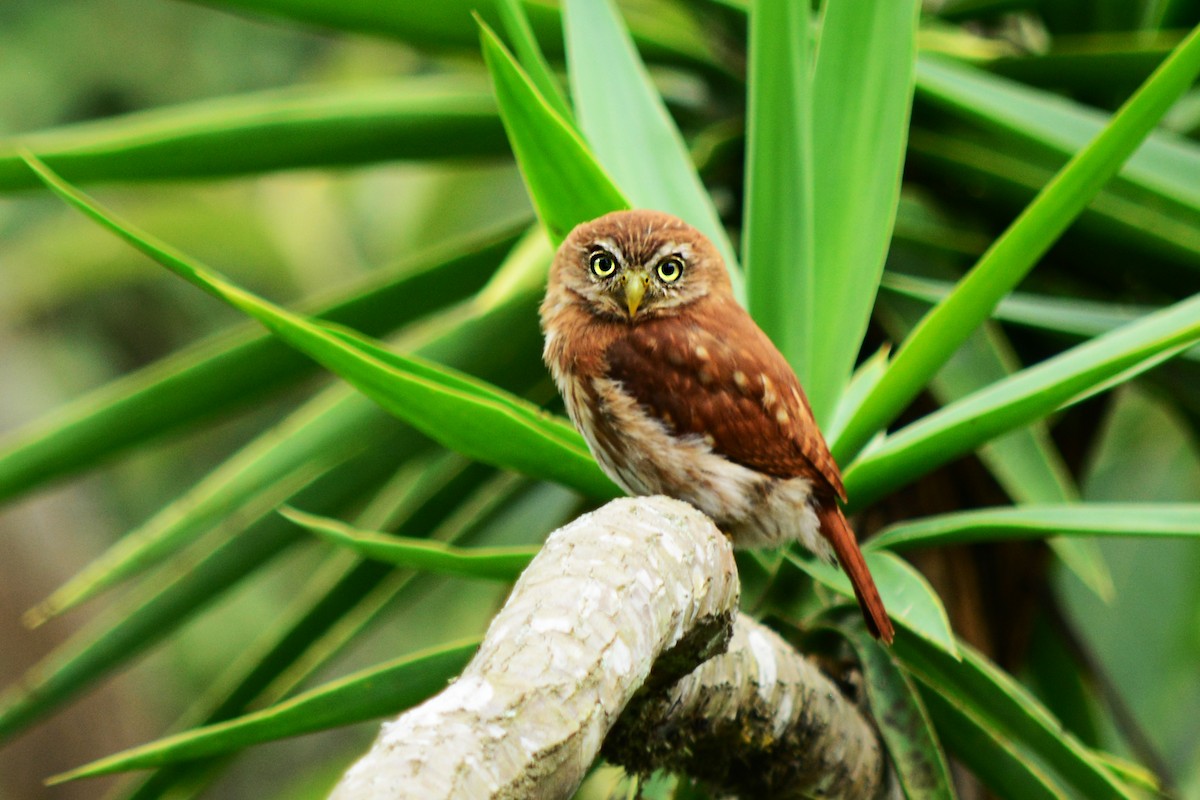 Peruvian Pygmy-Owl - Alex Sánchez