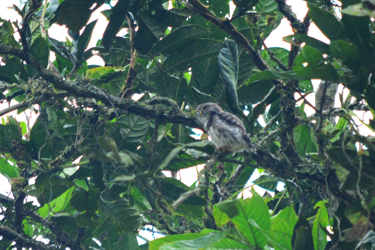 Peruvian Pygmy-Owl - Alex Sánchez