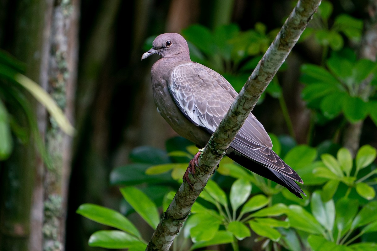 Picazuro Pigeon - ML233366701