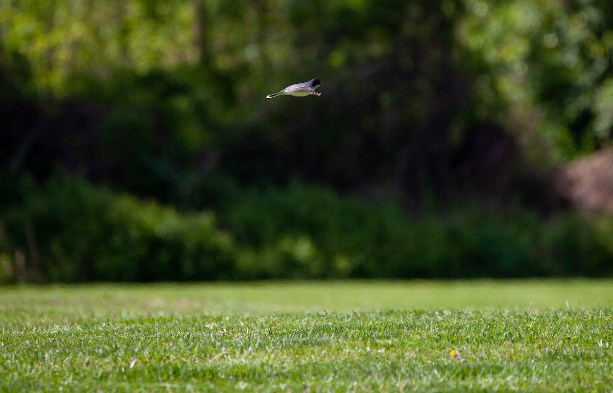 Eastern Kingbird - ML233366721