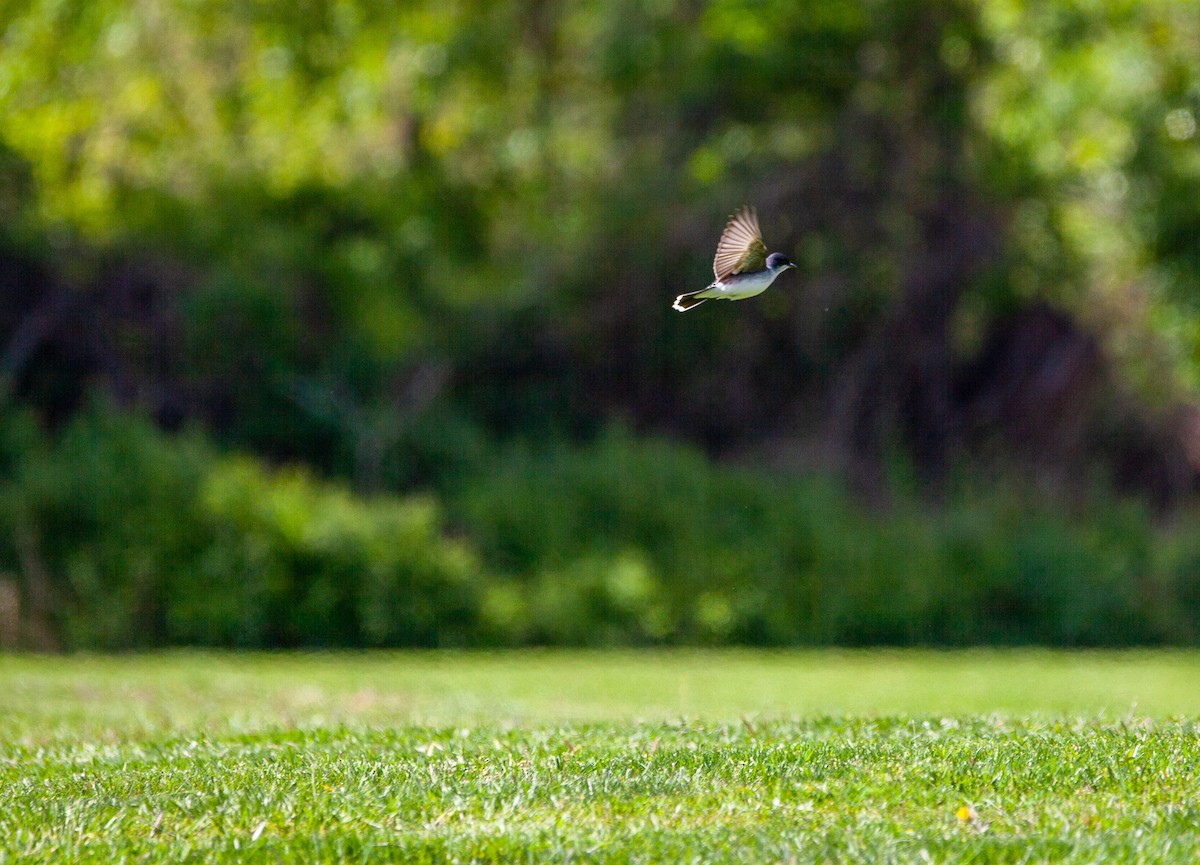 Eastern Kingbird - ML233366741