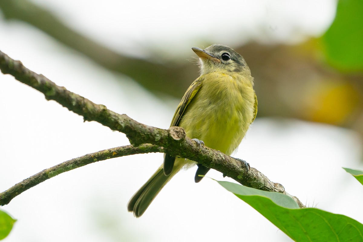 Yellow-olive Flatbill - ML233367271