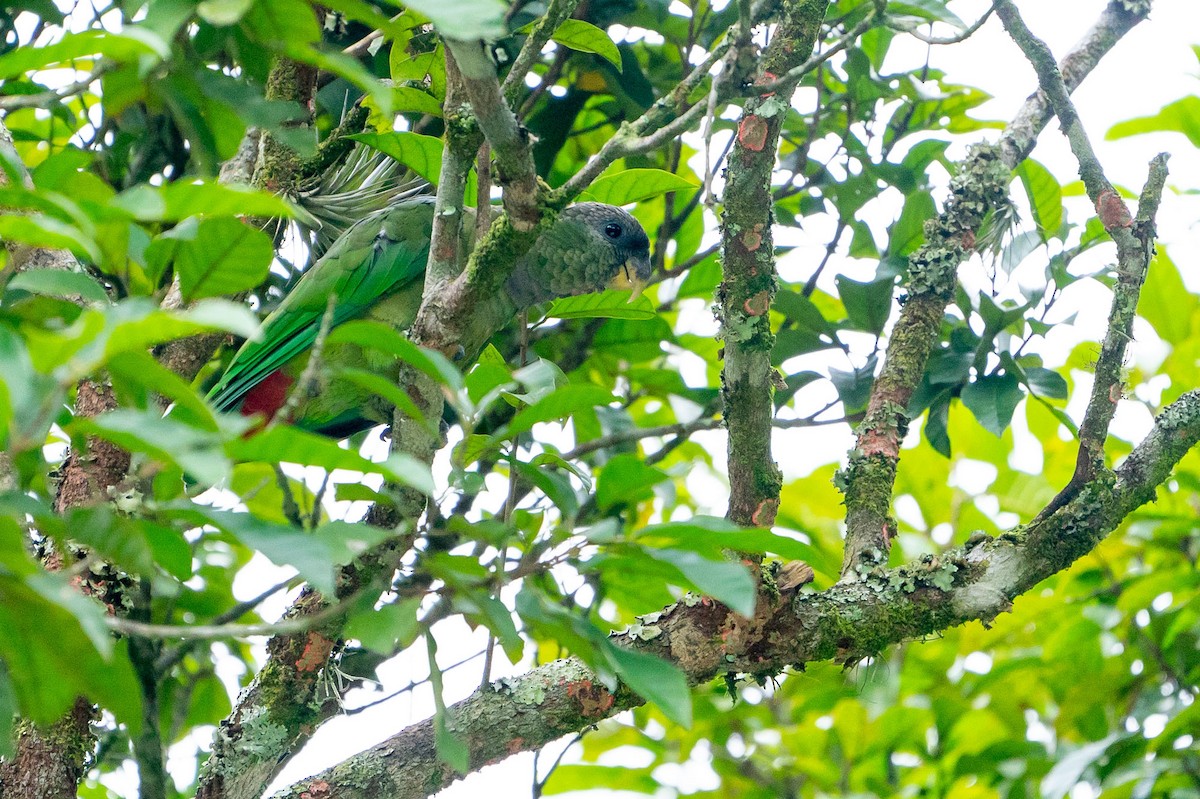 Scaly-headed Parrot - ML233367351