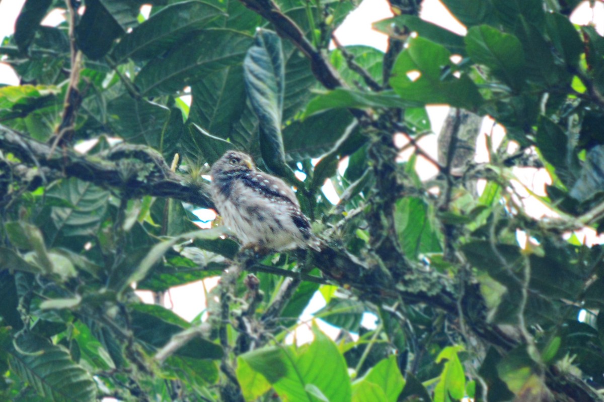 Peruvian Pygmy-Owl - Alex Sánchez