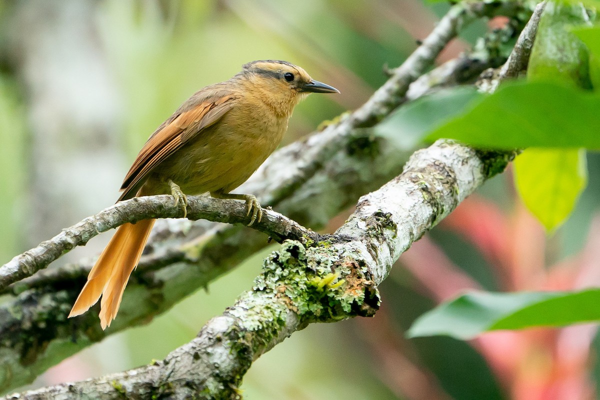 Buff-fronted Foliage-gleaner - ML233367891