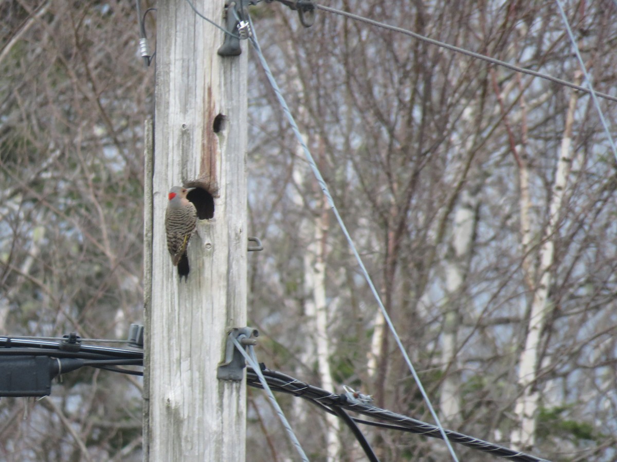 Northern Flicker - ML233368161