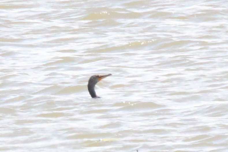 Double-crested Cormorant - ML233368481