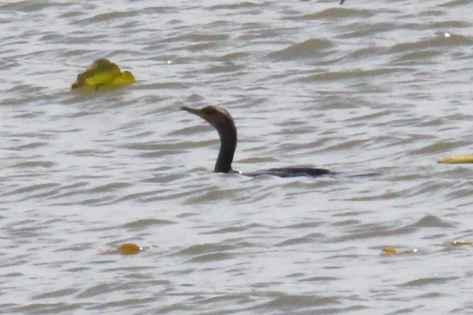 Double-crested Cormorant - ML233368491