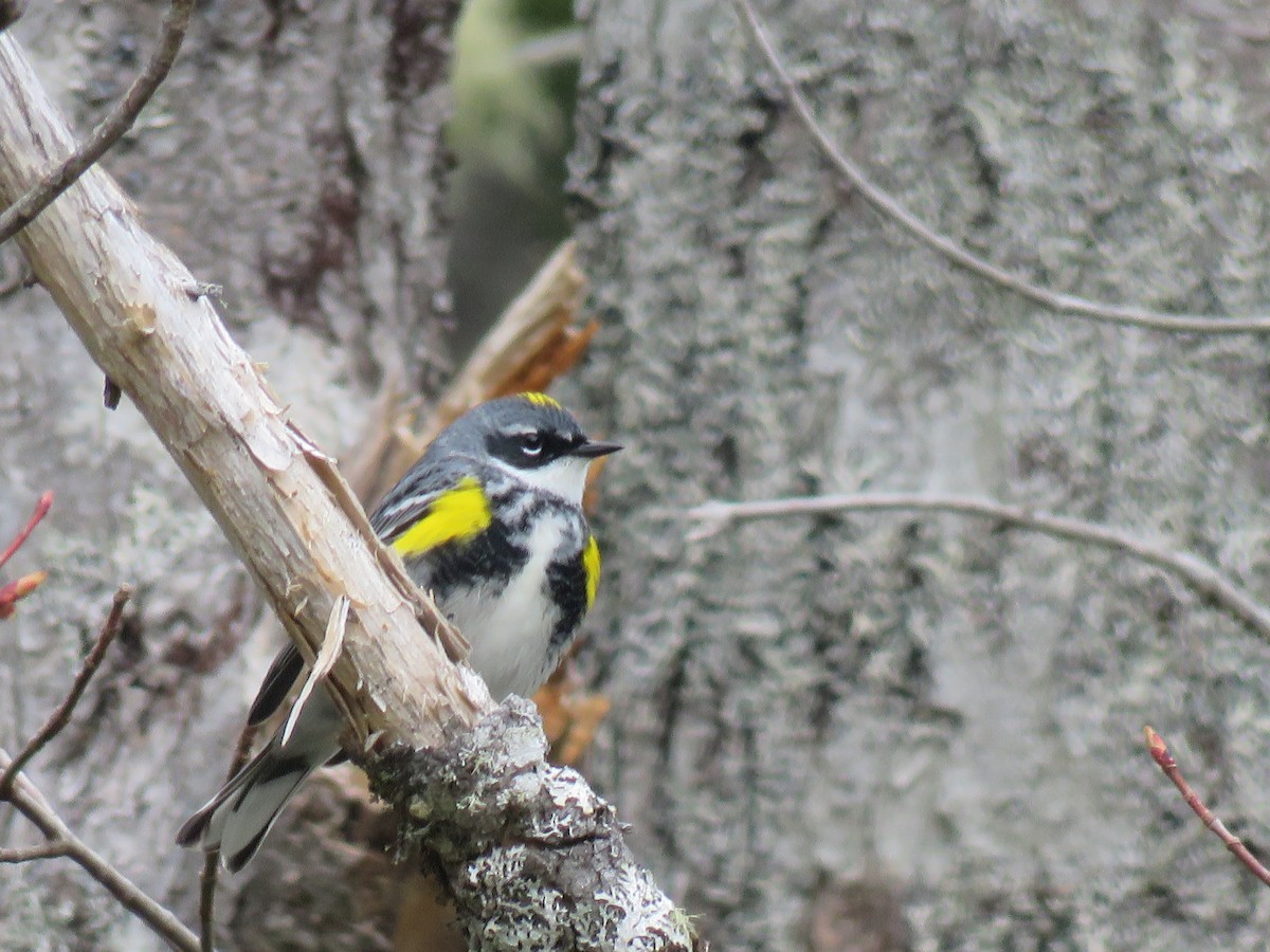 Yellow-rumped Warbler - Kerry Lee Morris-Cormier