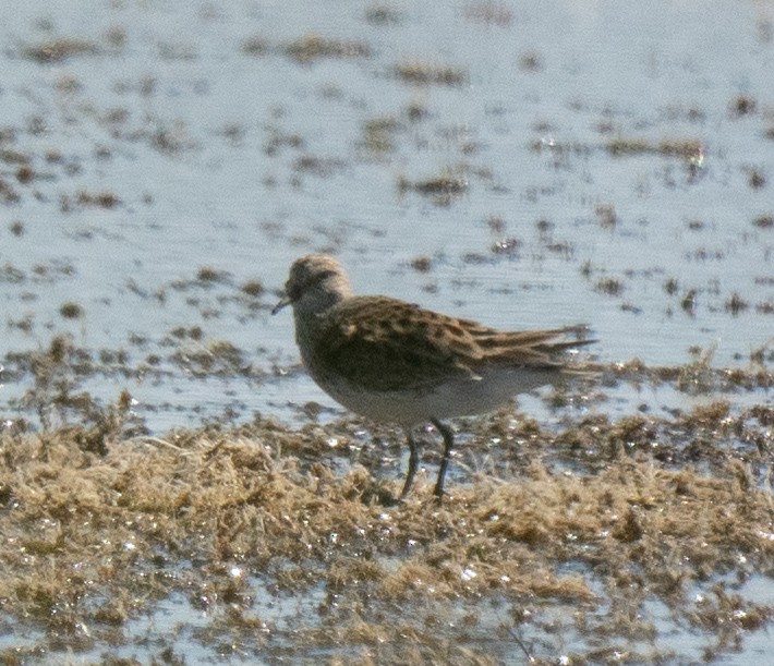 White-rumped Sandpiper - Kim&Ali Knapp