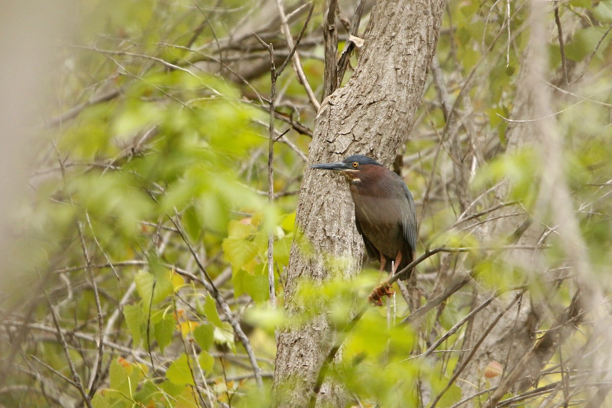 Green Heron - ML233369241