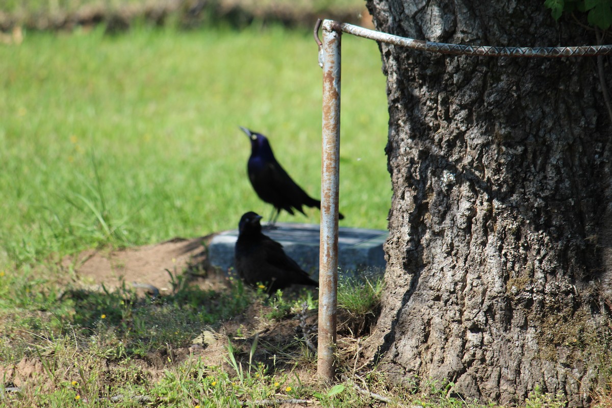 Common Grackle - ML233370201