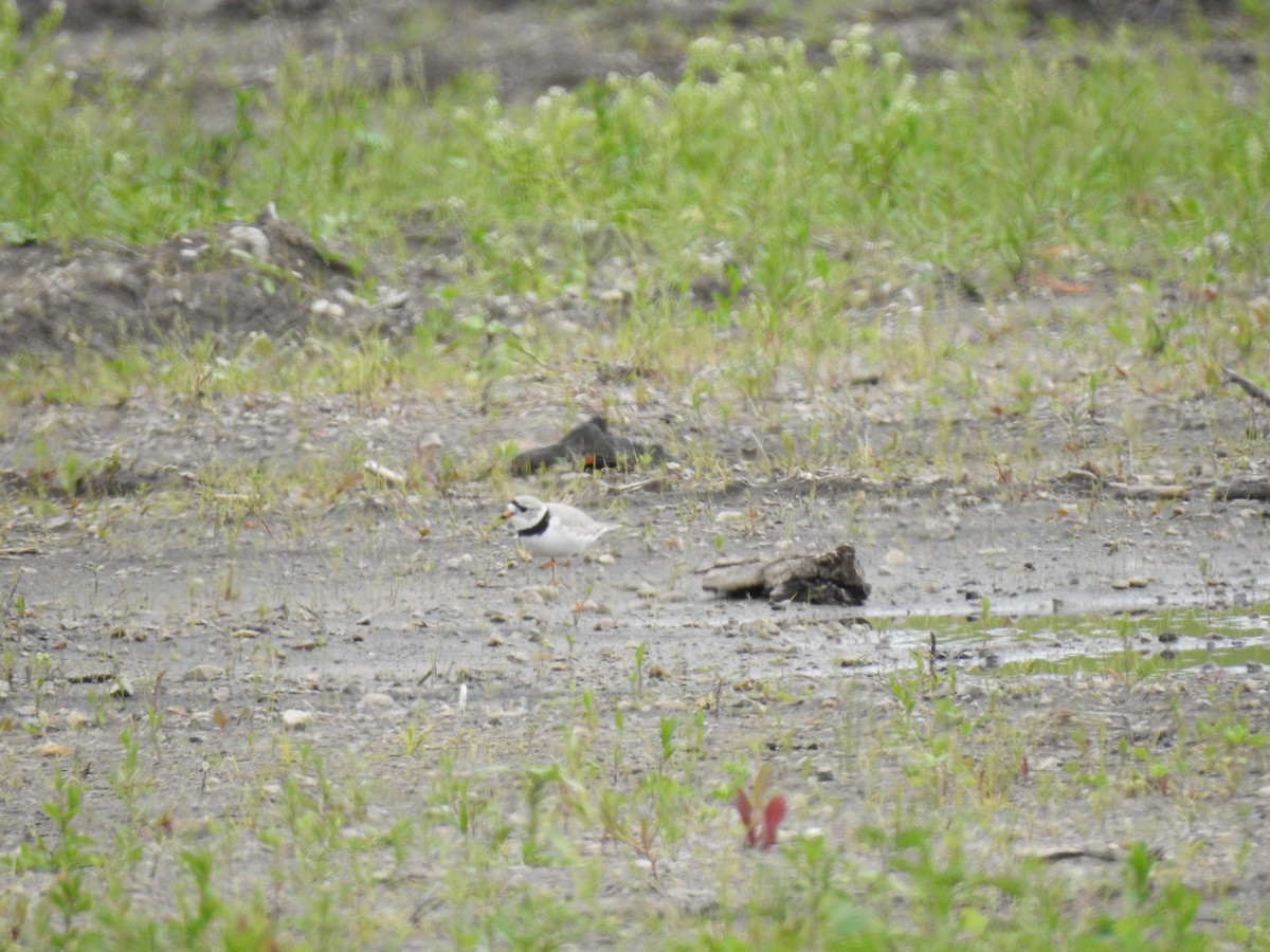Piping Plover - ML233372271