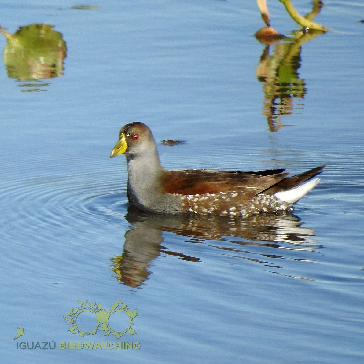 Spot-flanked Gallinule - ML233372931