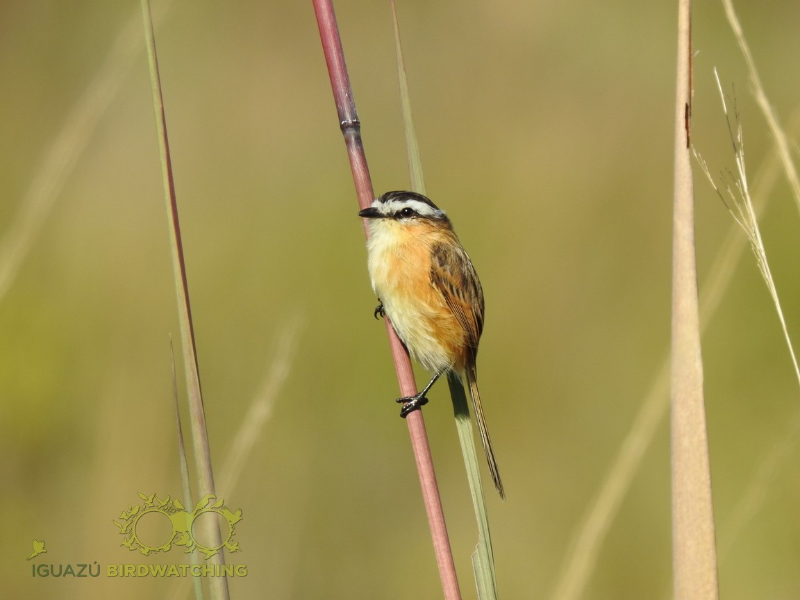 Sharp-tailed Tyrant - ML233373251