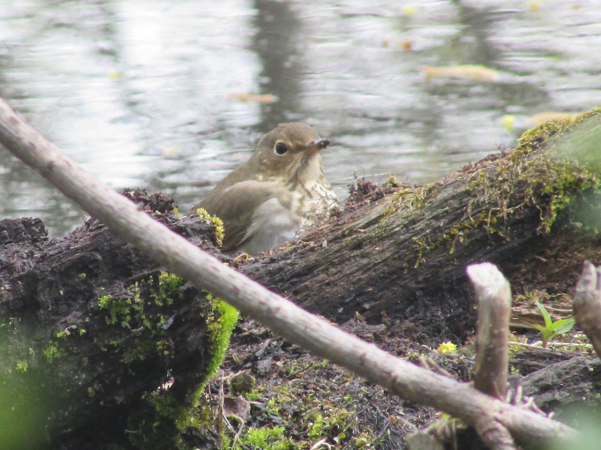 Swainson's Thrush - Robert Perez