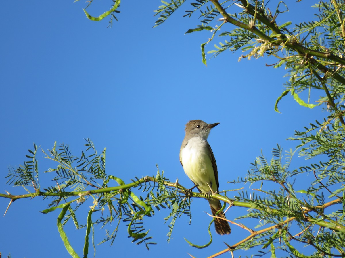 Ash-throated Flycatcher - Robert Theriault