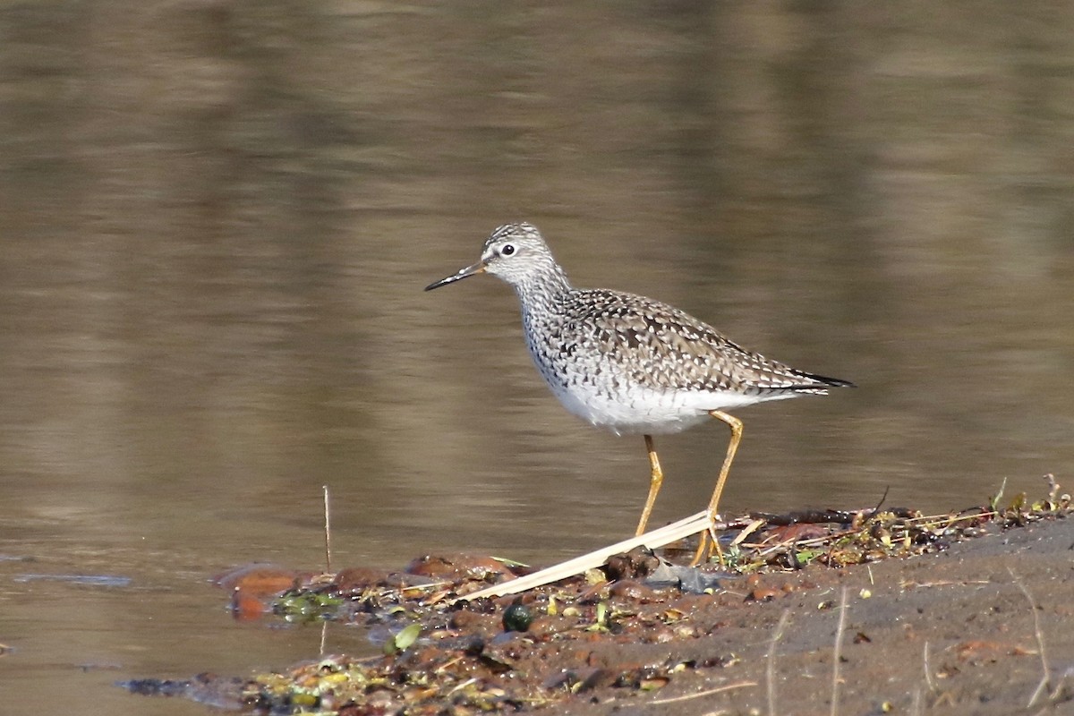 Lesser Yellowlegs - ML233377501