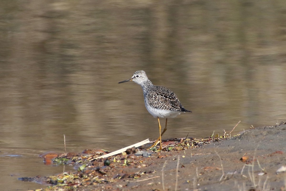 Lesser Yellowlegs - ML233378351