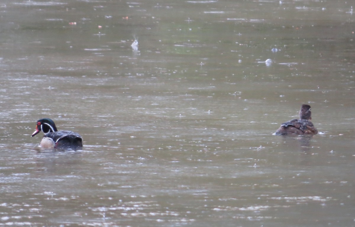 Wood Duck - ML233378691