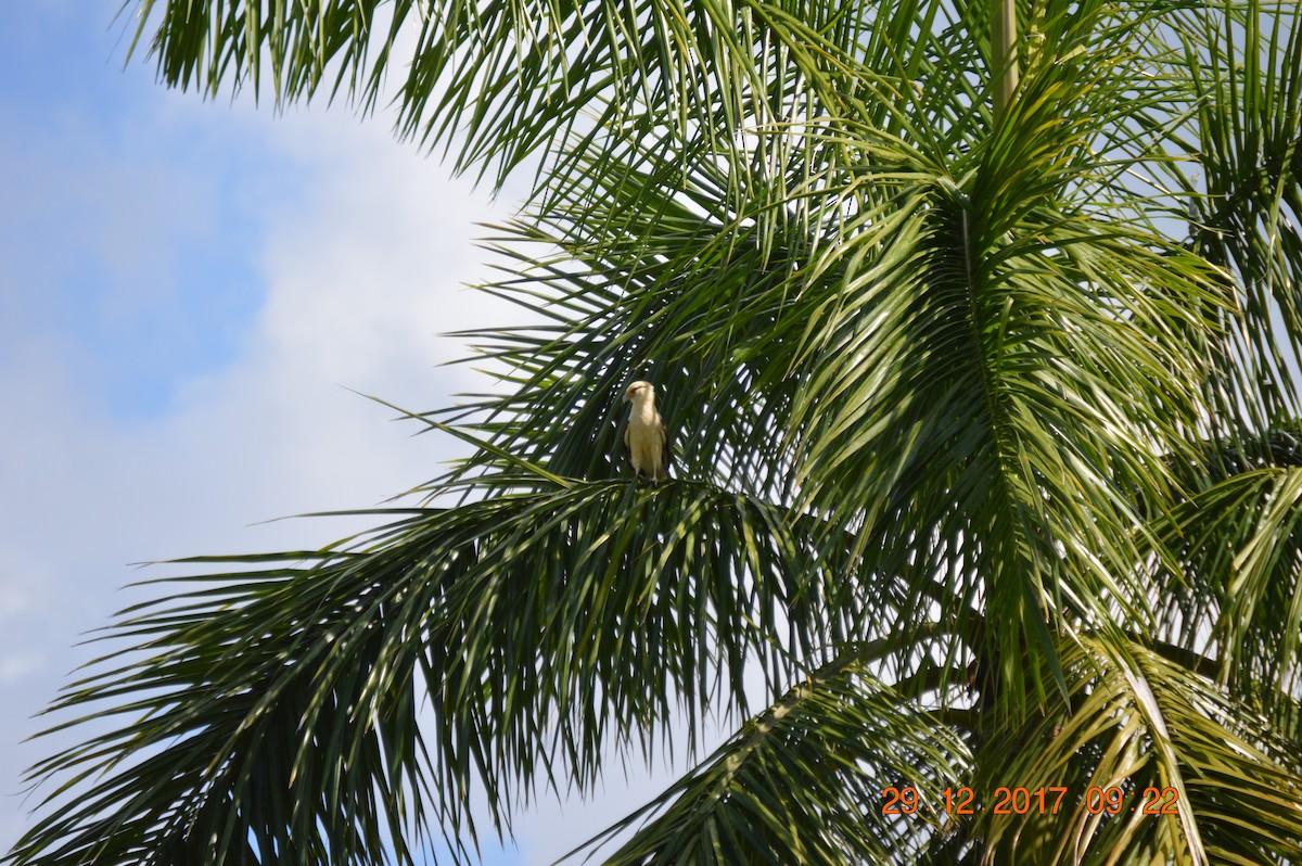 Caracara à tête jaune - ML233379081