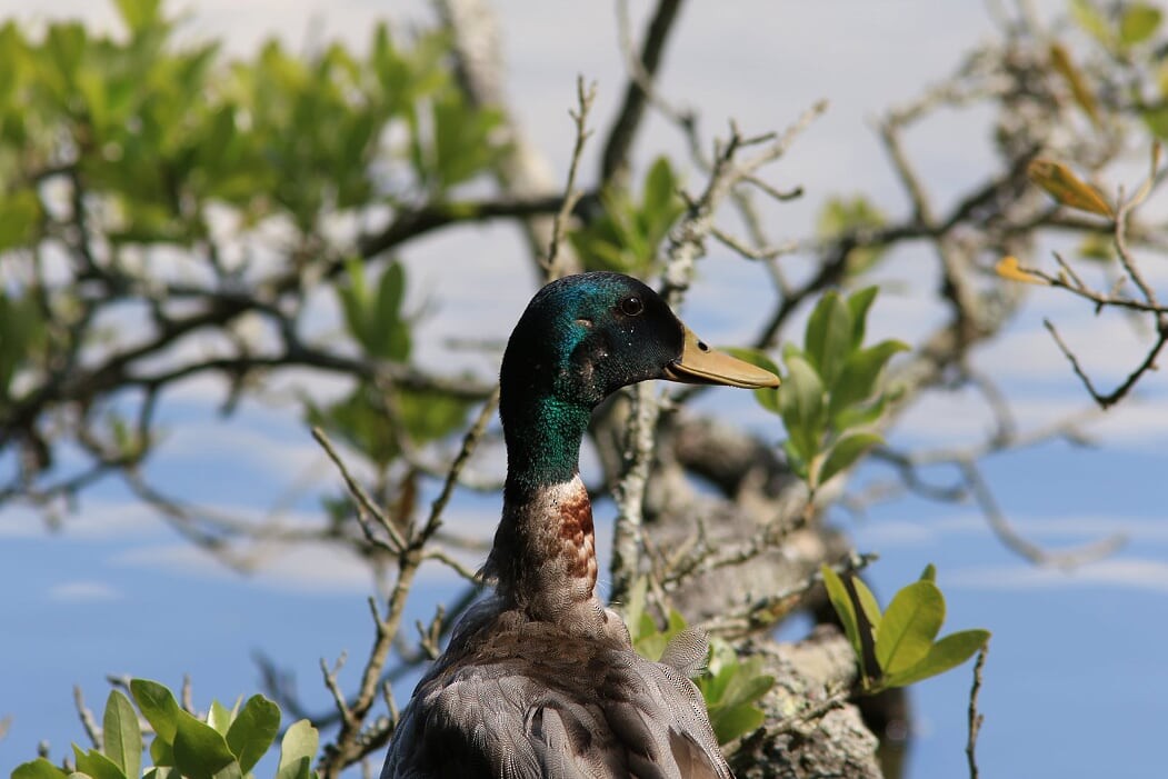 Mallard - ML233379181