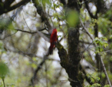 Scarlet Tanager - ML233379191