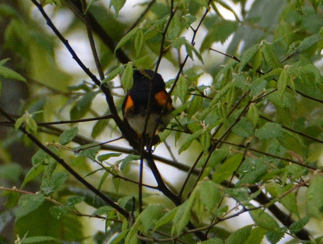 American Redstart - ML233379261