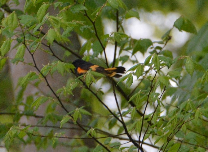 American Redstart - ML233379281