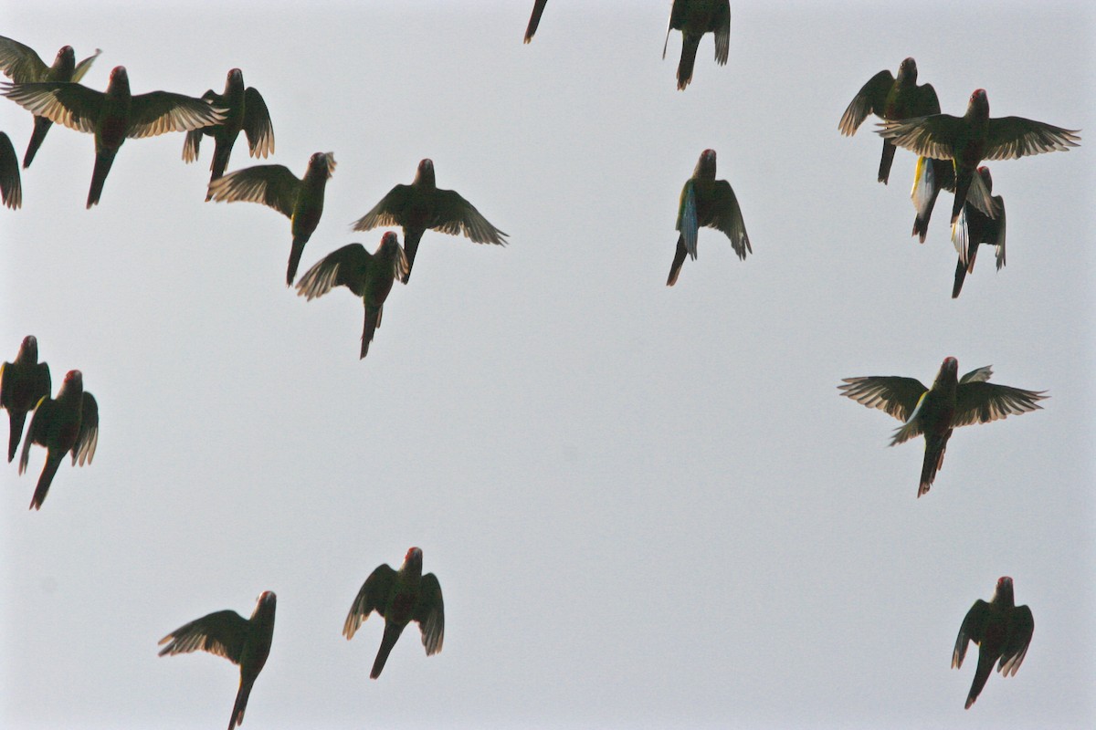 Rose-fronted Parakeet - ML233379321