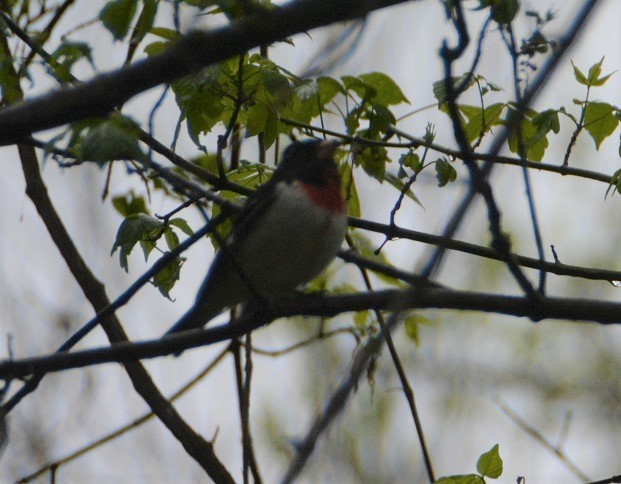 Rose-breasted Grosbeak - ML233379331