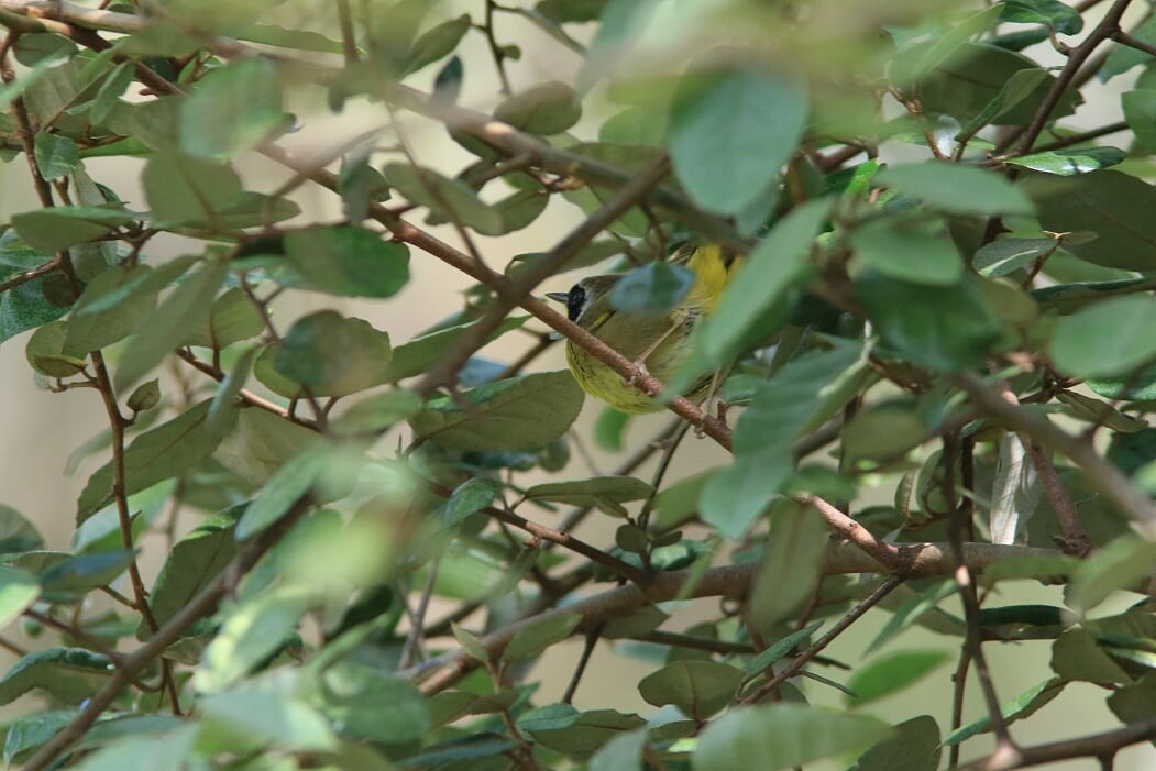 Common Yellowthroat - ML233379551