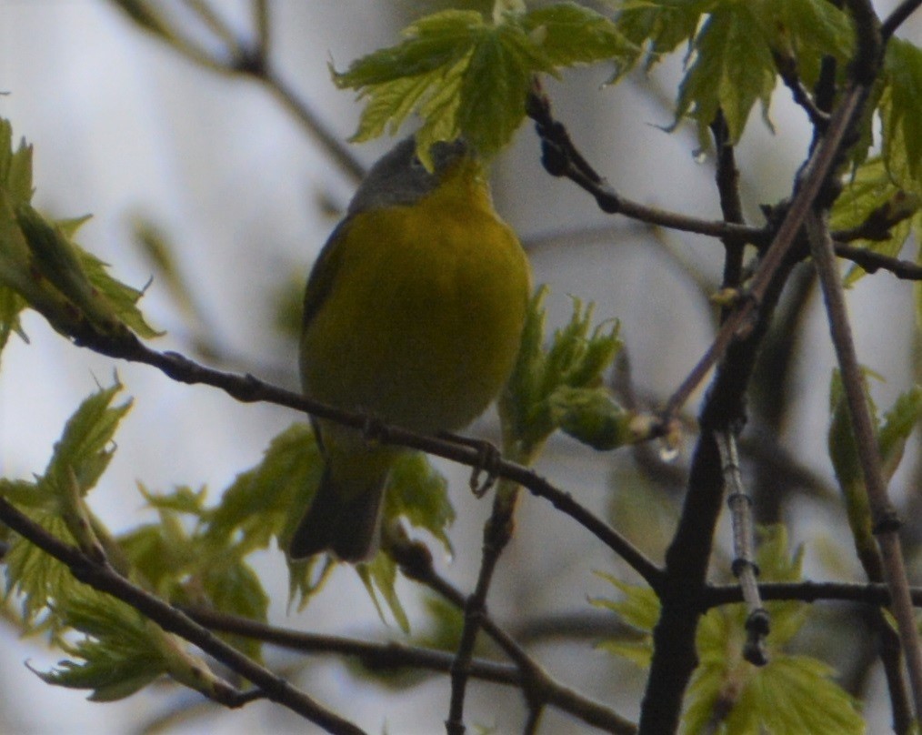 Nashville Warbler - ML233379741