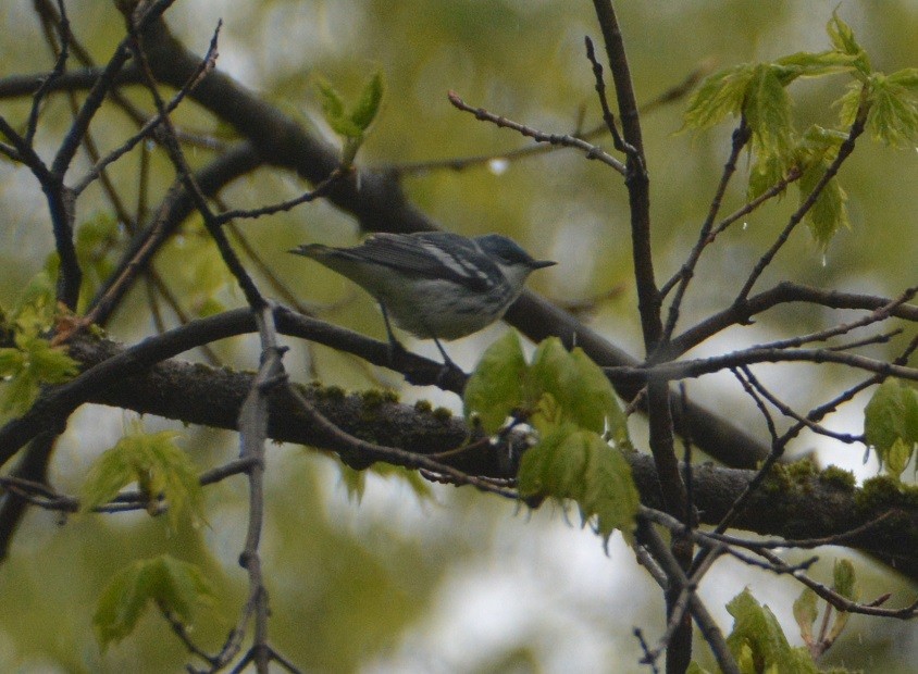 Cerulean Warbler - ML233379851