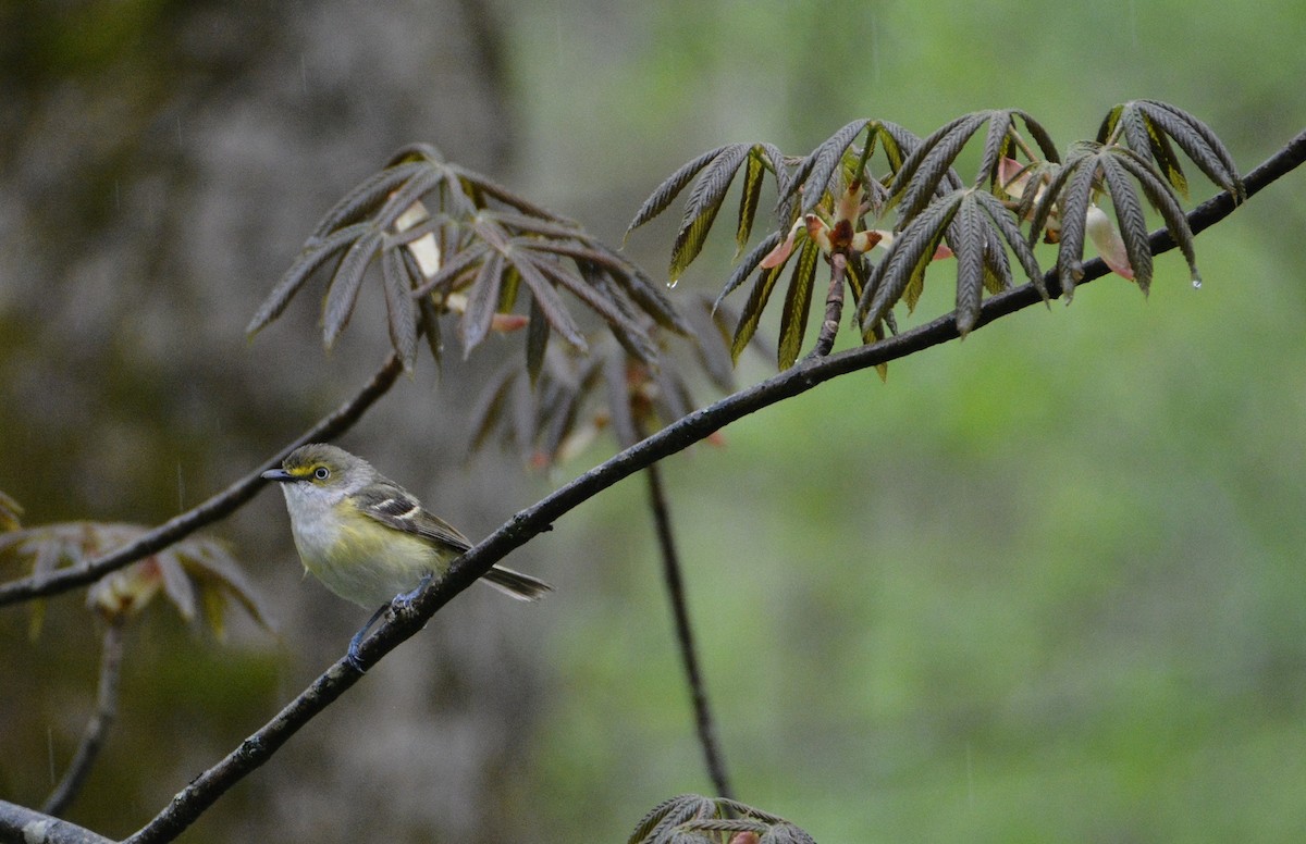 White-eyed Vireo - ML233380011