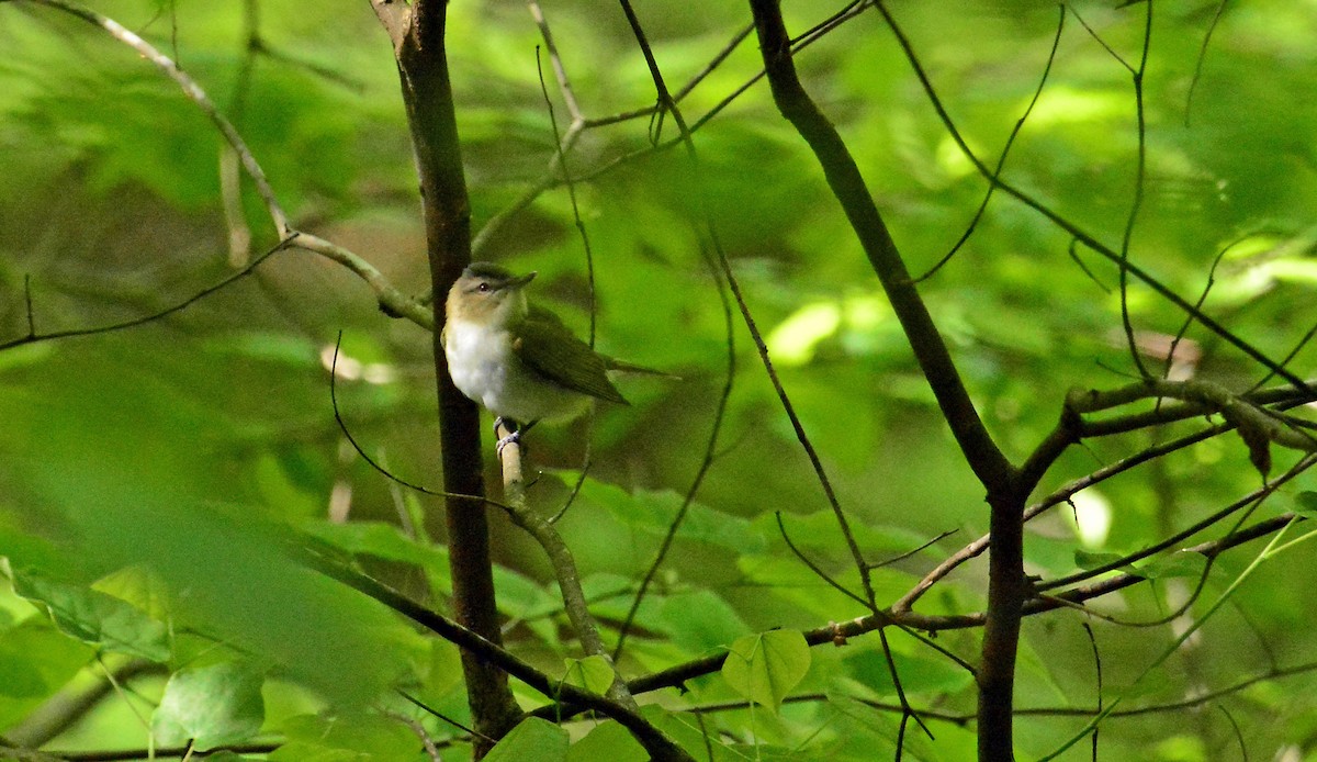 Vireo occhirossi - ML233380481